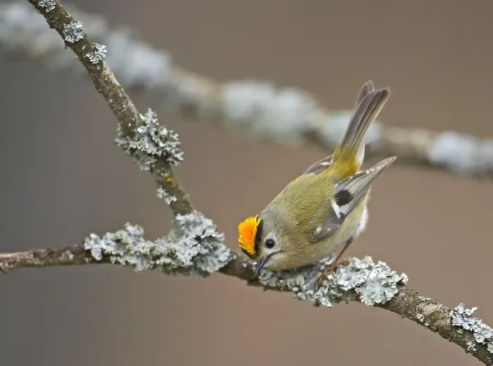 Framed Print : Goldcrest, Regulus regulus
