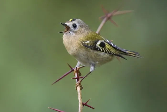 Framed Print : Goldcrest, Regulus regulus