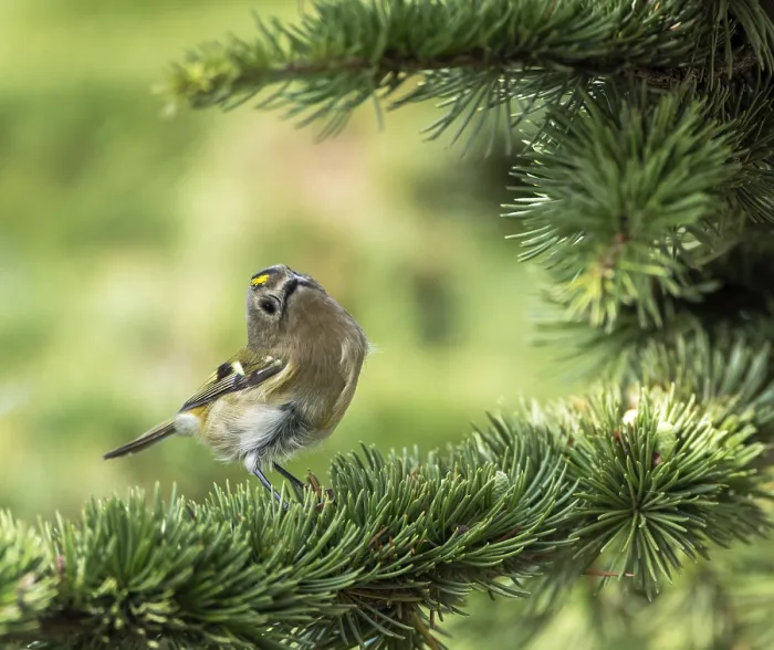 Framed Print : Goldcrest, Regulus regulus Framed Print : Goldcrest, Regulus regulus