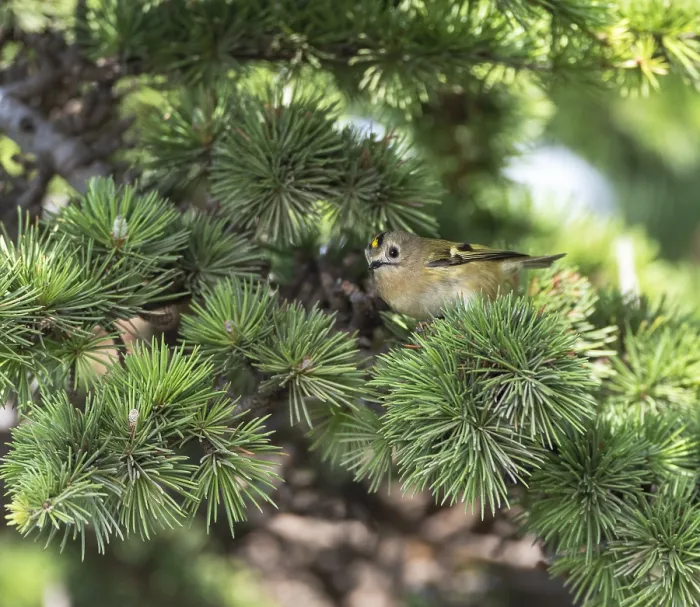 Framed Print : Goldcrest, Regulus regulus
