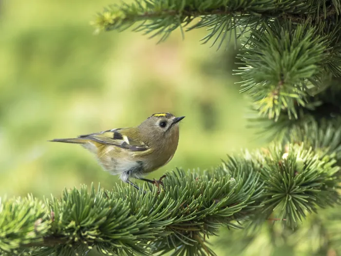 Framed Print : Goldcrest, Regulus regulus