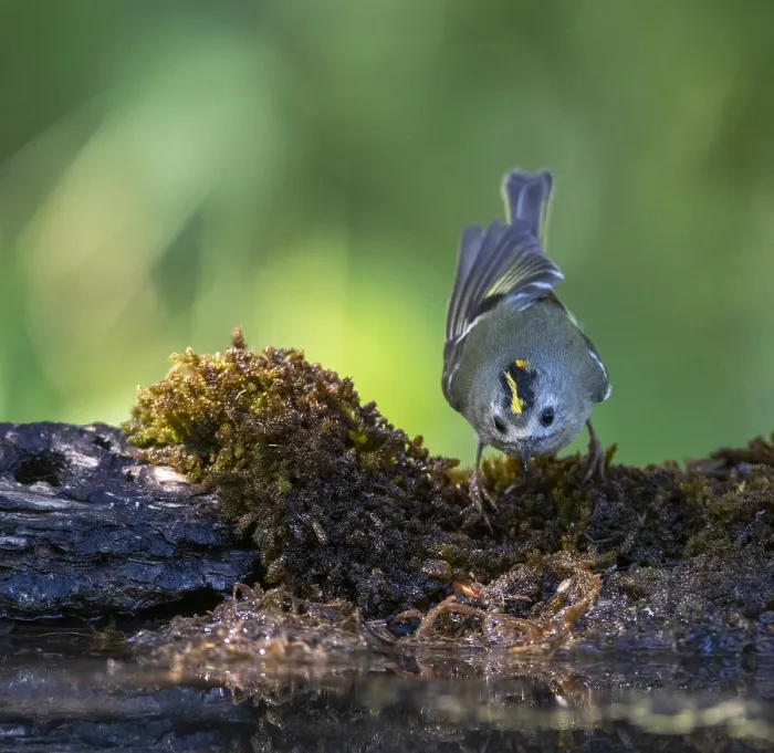 Framed Print : Goldcrest, Regulus regulus