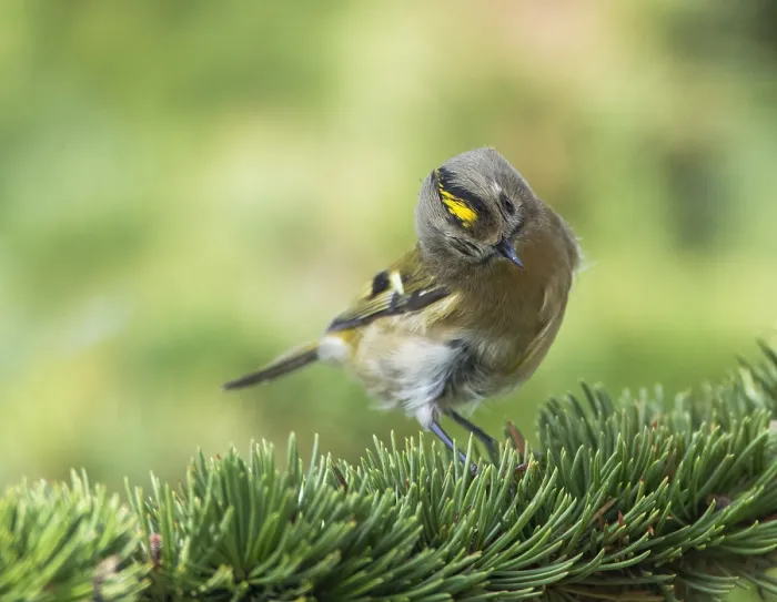 Framed Print : Goldcrest, Regulus regulus