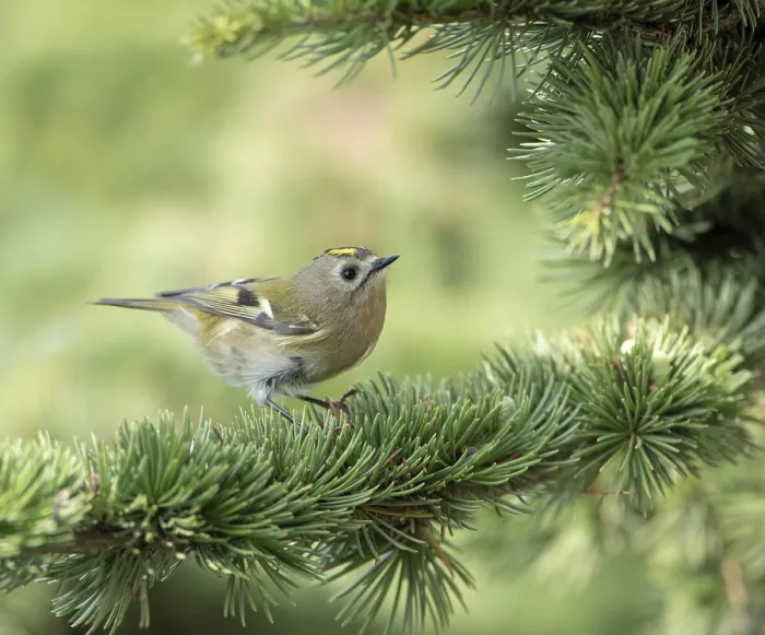 Framed Print : Goldcrest, Regulus regulus