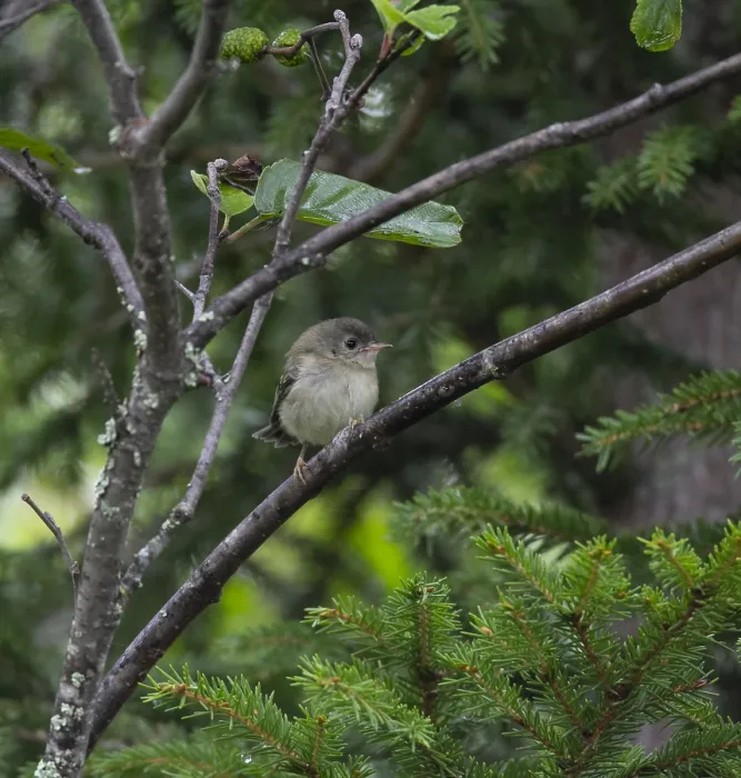Framed Print : Goldcrest, Regulus regulus