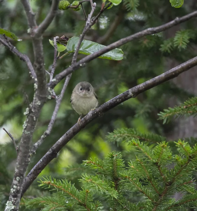 Framed Print : Goldcrest, Regulus regulus