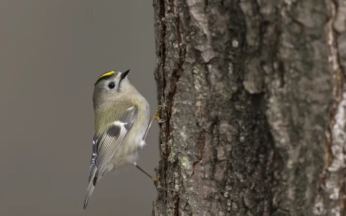 Framed Print : Goldcrest, Regulus regulus Framed Print : Goldcrest, Regulus regulus