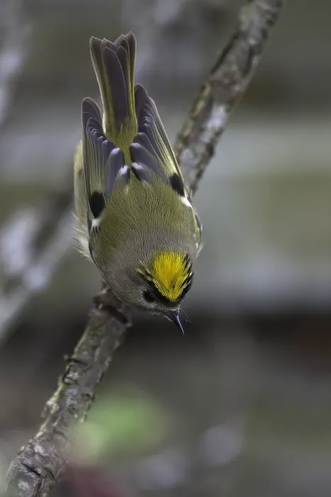 Framed Print : Goldcrest, Regulus regulus