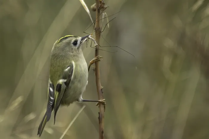 Framed Print : Goldcrest, Regulus regulus