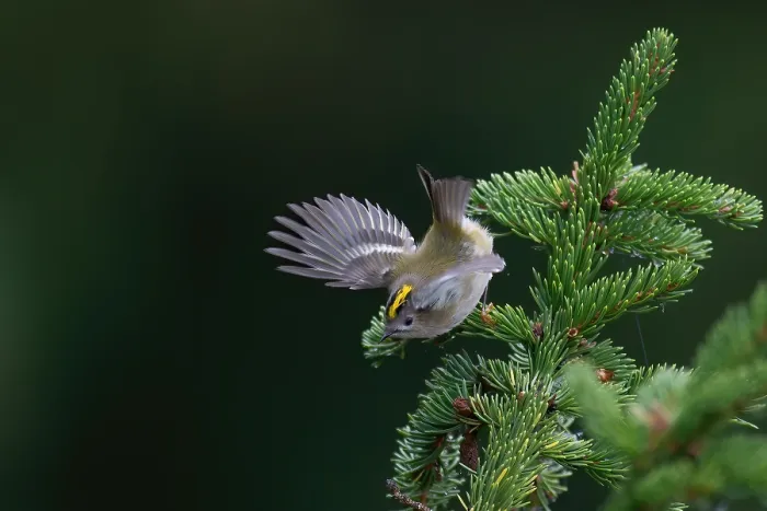 Framed Print : Goldcrest, Regulus regulus