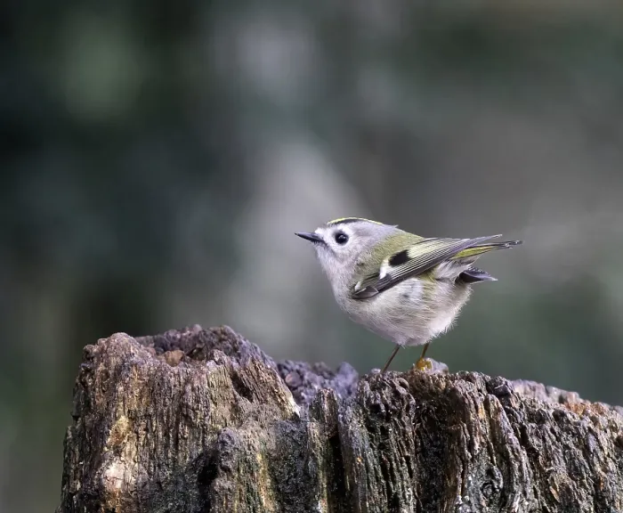 Framed Print : Goldcrest, Regulus regulus