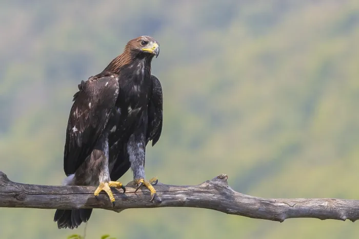 Framed Print : Golden Eagle