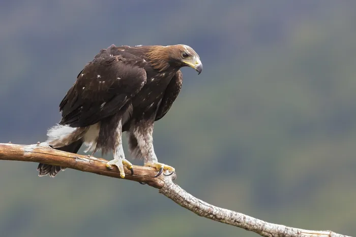 Framed Print : Golden Eagle