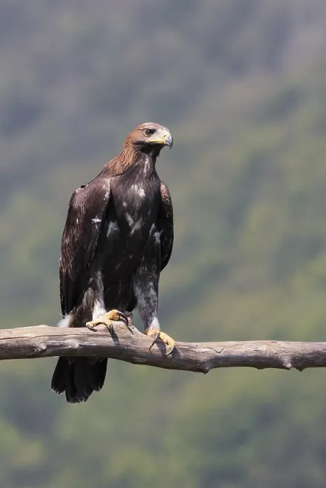 Framed Print : Golden Eagle