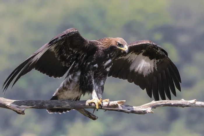 Framed Print : Golden Eagle