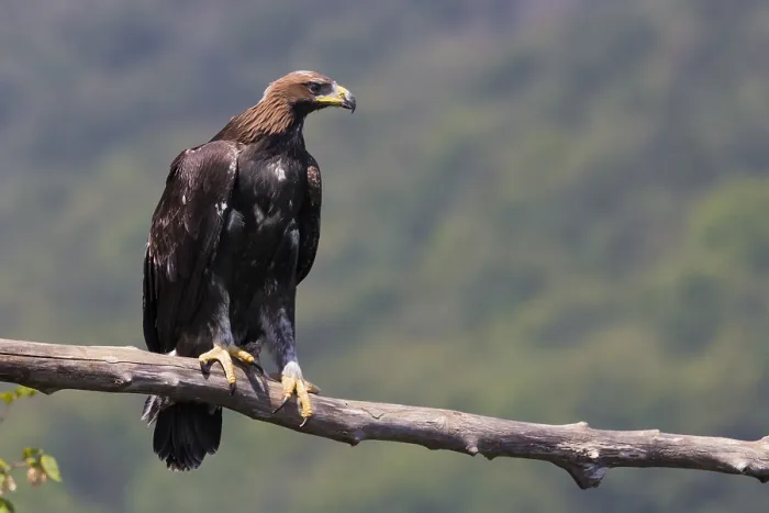 Framed Print : Golden Eagle