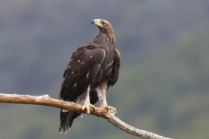 Framed Print : Golden Eagle