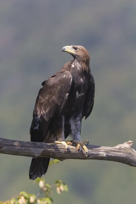 Framed Print : Golden Eagle