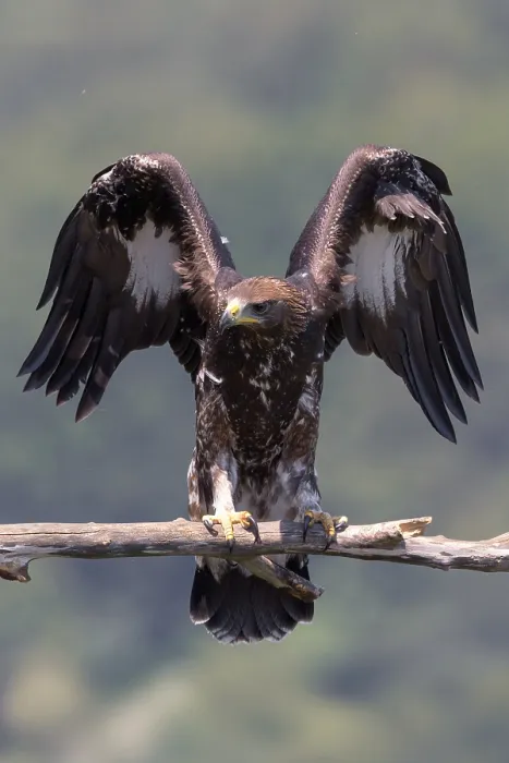 Framed Print : Golden Eagle