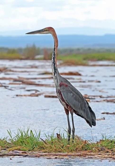 Framed Print : Goliath Heron, Ardea goliath
