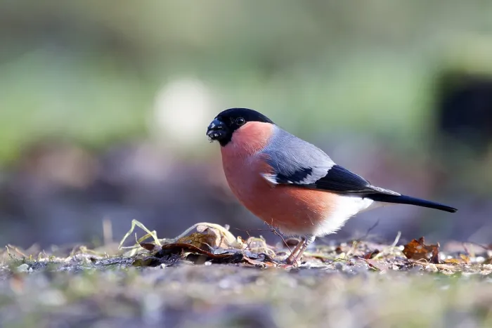Framed Print : Goudvink, Bullfinch, Pyrrhula pyrrhula