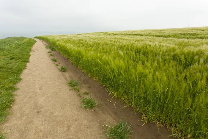 Framed Print : graan; wheat
