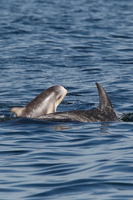 Framed Print : Gramper, Risso's Dolphin, Grampus griseus