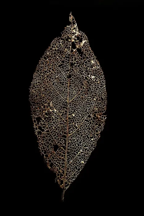 Framed Print : graphical. A delicate network of head, middle and veins the grain skeleton of a tree leaf