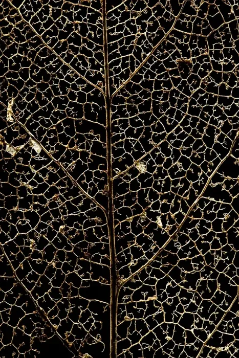 Framed Print : graphical. A delicate network of head, middle and veins the grain skeleton of a tree leaf