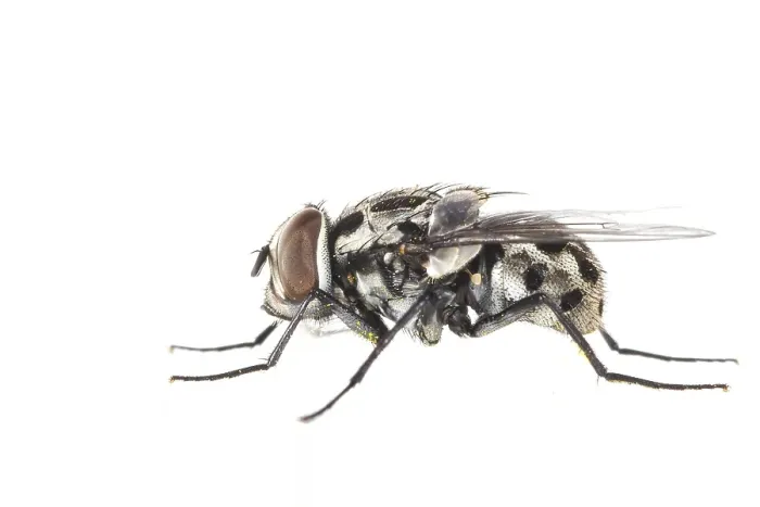 Framed Print : Graphomya maculata
