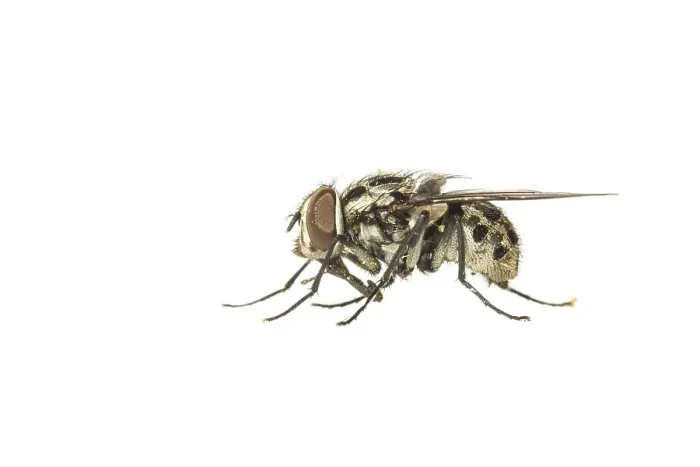 Framed Print : Graphomya maculata Framed Print : Graphomya maculata