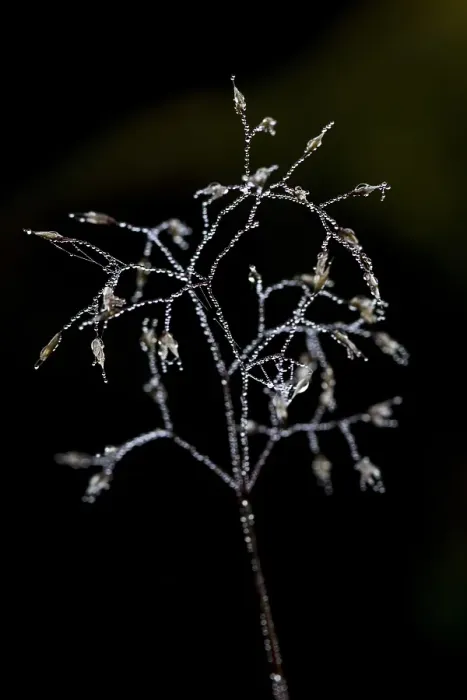 Framed Print : Grass with dew drops