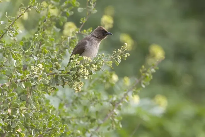 Framed Print : Grauwe Buulbuul, Common Bulbul, Pycnonotus barbatus