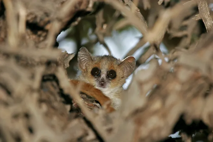 Framed Print : Gray mouse lemur, Microcebus murinus