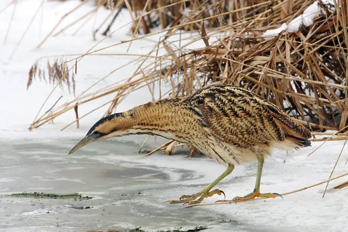 Framed Print : Great Bittern, Botaurus stellaris Framed Print : Great Bittern, Botaurus stellaris