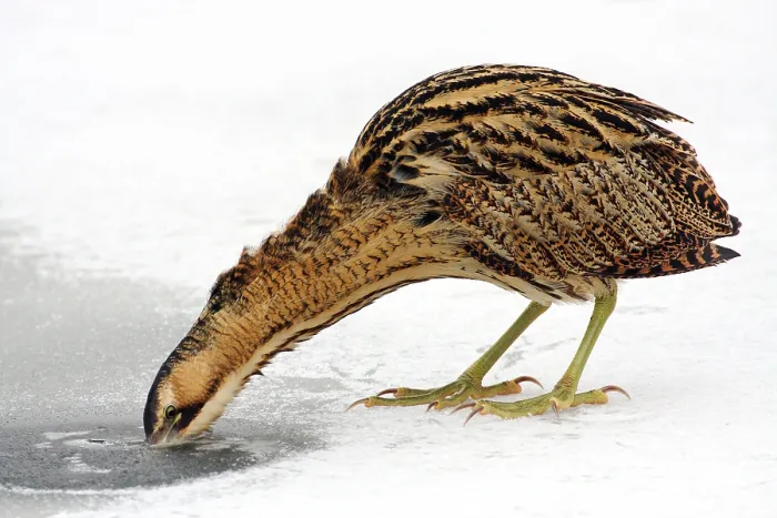 Framed Print : Great Bittern, Botaurus stellaris Framed Print : Great Bittern, Botaurus stellaris