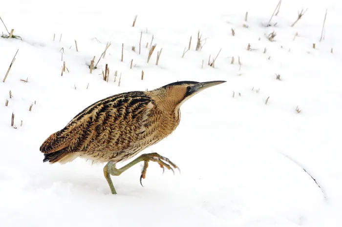 Framed Print : Great Bittern, Botaurus stellaris
