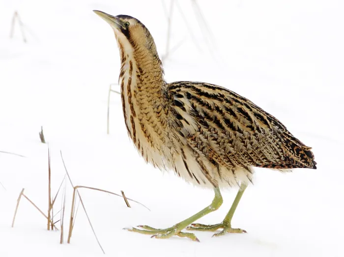 Framed Print : Great Bittern, Botaurus stellaris