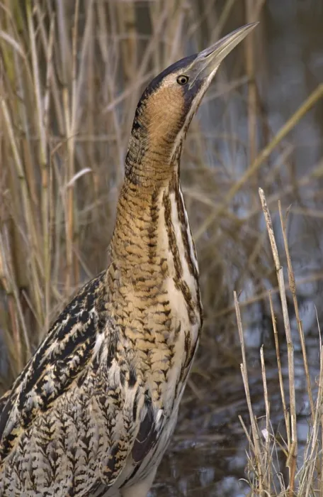 Framed Print : Great Bittern, Roerdomp, Botaurus stellaris Framed Print : Great Bittern, Roerdomp, Botaurus stellaris