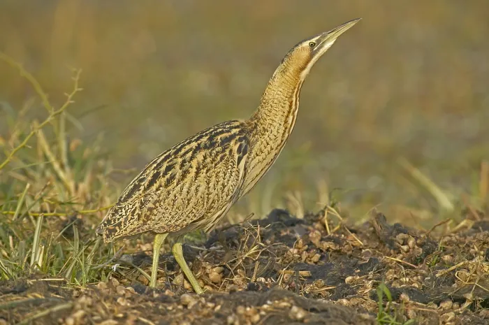 Framed Print : Great Bittern, Roerdomp, Botaurus stellaris