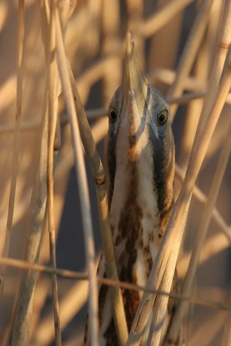 Framed Print : Great Bittern, Roerdomp, Botaurus stellaris