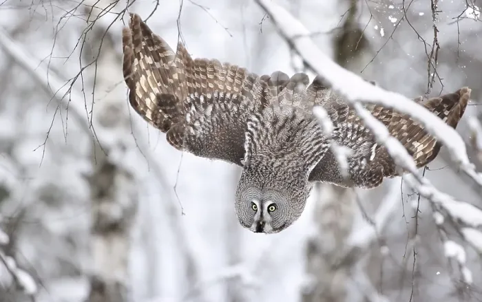 Framed Print : Great Grey Owl, Strix nebulosa