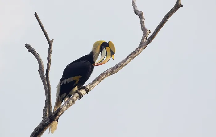 Framed Print : Great Hornbill, Buceros bicornis