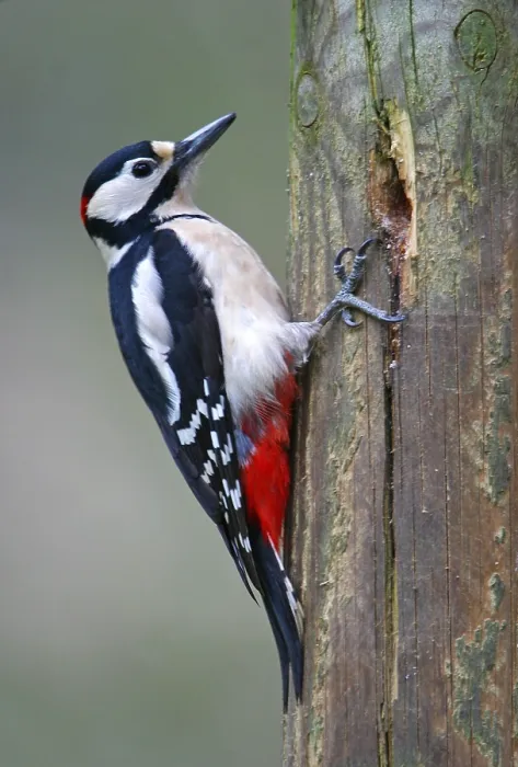 Framed Print : Great Spotted Woodpecker, Dendrocopos major