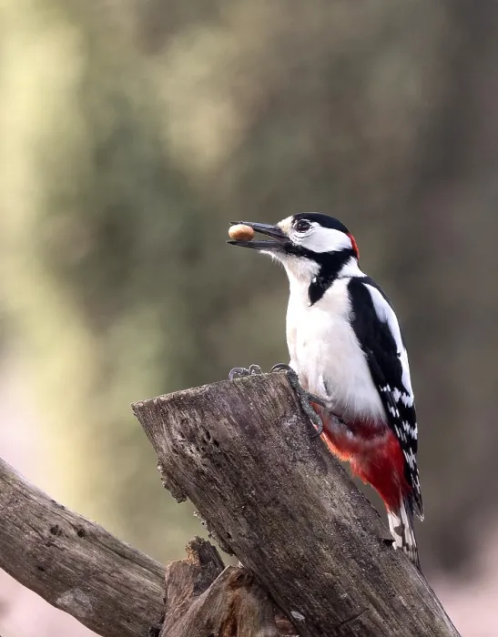 Framed Print : Great Spotted Woodpecker, Dendrocopos major