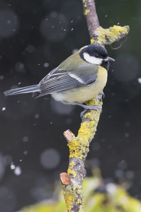 Framed Print : Great Tit (Parus major), adult perched on a branch