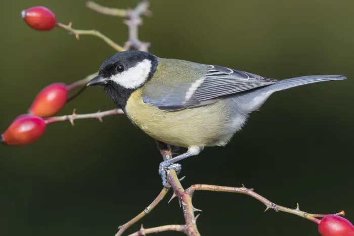 Framed Print : Great Tit (Parus major), adult perched on a dog rose