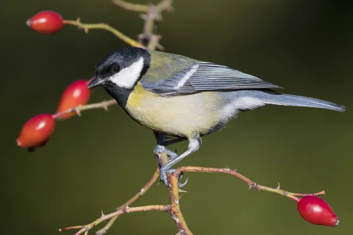 Framed Print : Great Tit (Parus major), adult perched on a branch