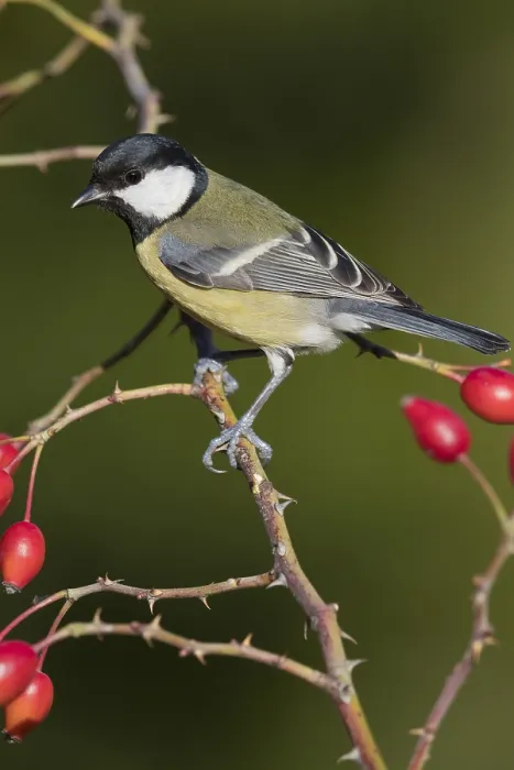 Framed Print : Great Tit (Parus major), adult perched on a dog-rose