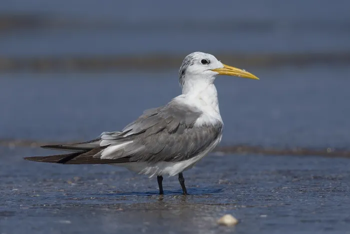 Framed Print : Greater Crested Tern